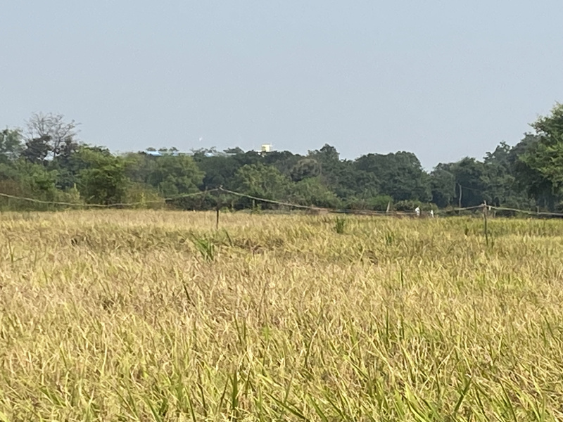  3 Acre Agricultural/Farm Land for Sale in Jalalabad, Hoshangabad