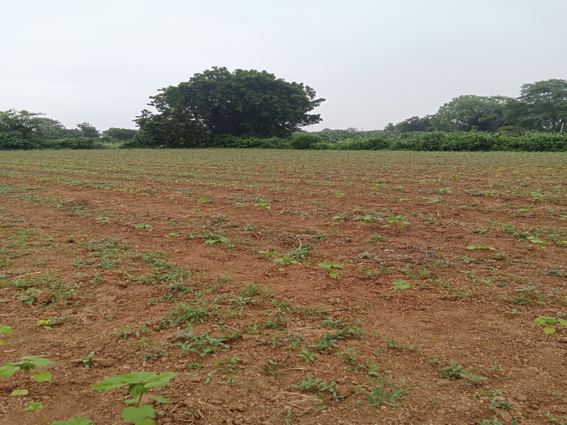  6205 Sq. Meter Agricultural/Farm Land for Sale in NANDOD, Narmada