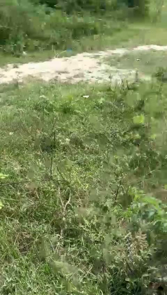 1 BHK 27 Biswa Farm House for Sale in Jagdishpur, Amethi