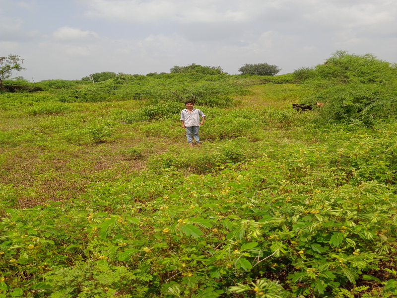  1650 Sq.ft. Residential Plot for Sale in Pachora, Jalgaon