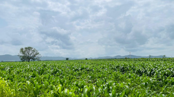 3 BHK Farm House for Sale in Honnali, Davanagere