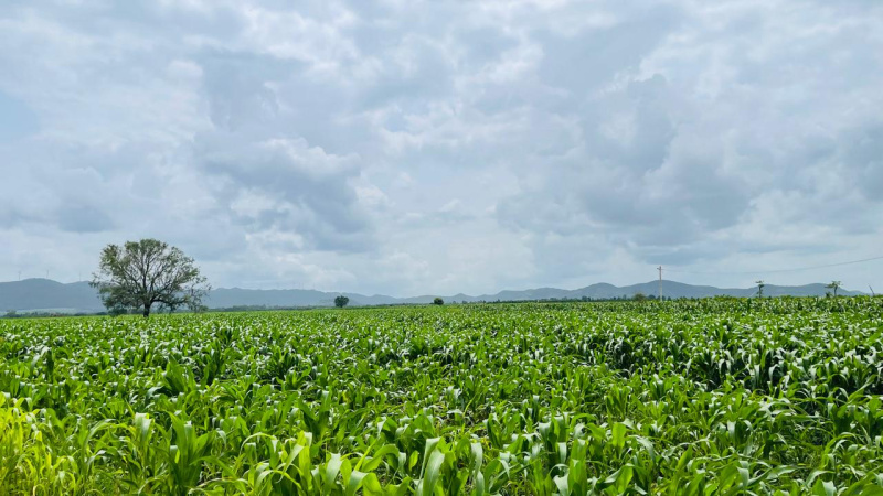 3 BHK 47916 Sq.ft. Farm House for Sale in Honnali, Davanagere