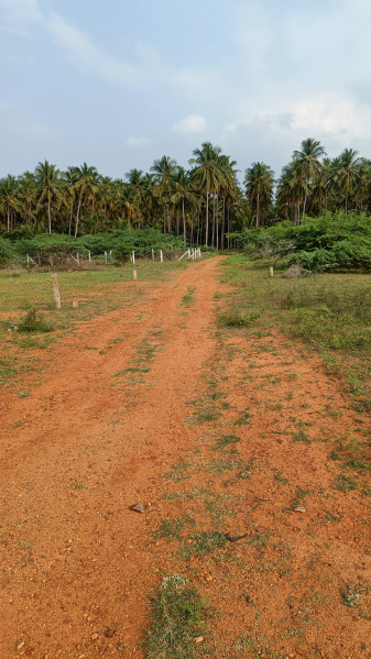  1962 Sq.ft. Residential Plot for Sale in Allinagaram, Theni
