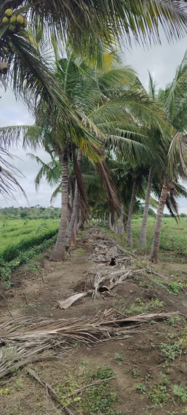  17 Acre Agricultural/Farm Land for Sale in Akkalkot, Solapur