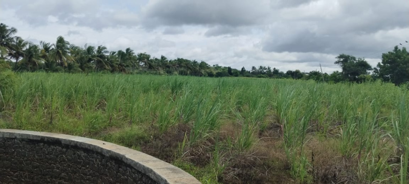  17 Acre Agricultural/Farm Land for Sale in Akkalkot, Solapur