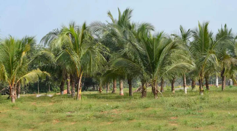  100 Sq. Yards Residential Plot for Sale in Ranastalam, Srikakulam