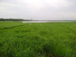  Agricultural Land for Sale in Varappuzha, Ernakulam