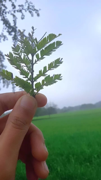  -2 Acre Agricultural/Farm Land for Sale in Sagar Cantt.