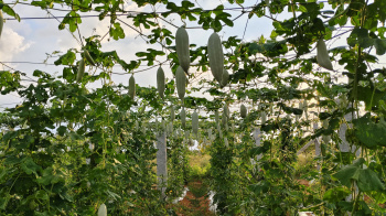  Agricultural Land for Sale in Chintamani, ChikBallapur