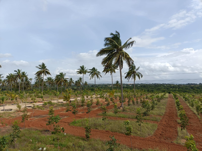  5500 Sq.ft. Agricultural/Farm Land for Sale in Chikkaballapur, Bangalore