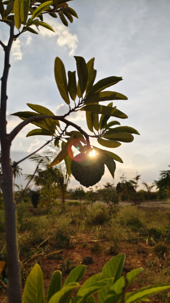  5500 Sq.ft. Agricultural/Farm Land for Sale in Bagalur, Bangalore