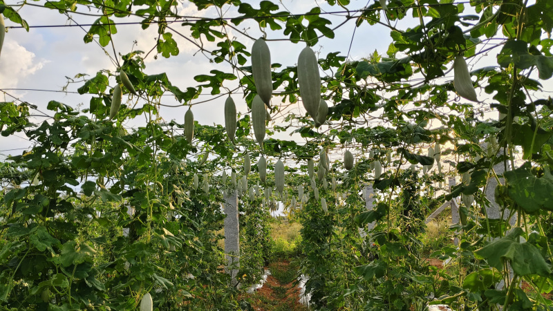  550 Sq.ft. Agricultural/Farm Land for Sale in Kannur, Bangalore