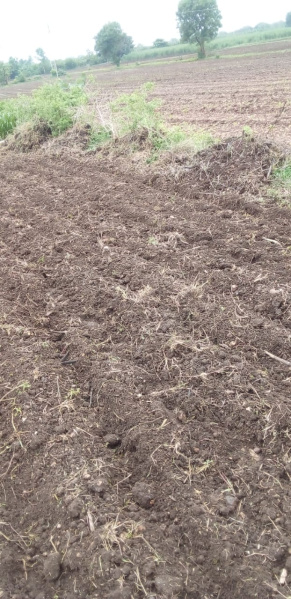  14 Acre Agricultural/Farm Land for Sale in Nepanagar, Burhanpur