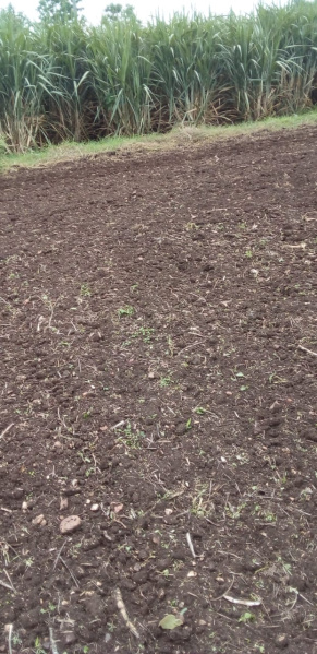  14 Acre Agricultural/Farm Land for Sale in Nepanagar, Burhanpur