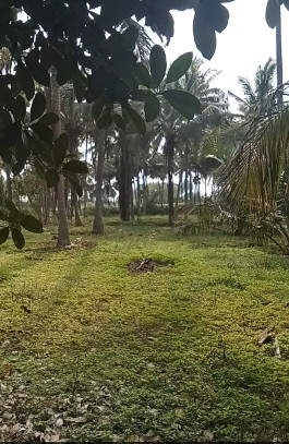  217800 Sq.ft. Agricultural/Farm Land for Sale in Pollachi, Coimbatore