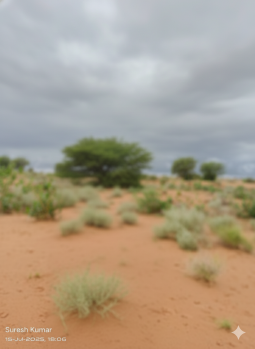  Agricultural Land for Sale in Anupgarh, Ganganagar