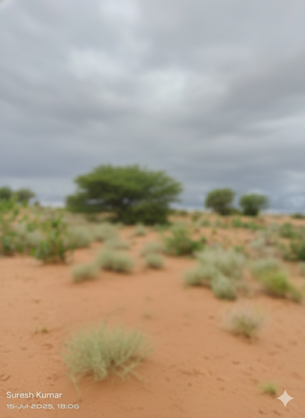  22 Bigha Agricultural/Farm Land for Sale in Anupgarh, Ganganagar