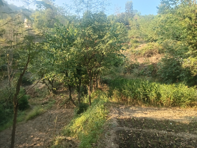  9 Bigha Residential Plot for Sale in Kunihar, Solan