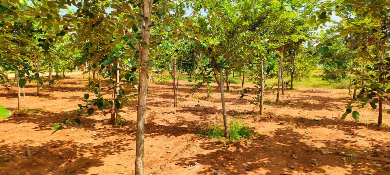  9600 Sq.ft. Agricultural/Farm Land for Sale in Maduranthakam, Chengalpattu