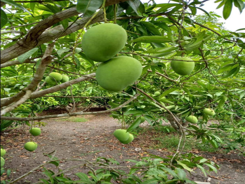  9600 Sq.ft. Agricultural/Farm Land for Sale in Maduranthakam, Chengalpattu