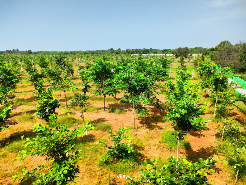  9600 Sq.ft. Agricultural/Farm Land for Sale in Maduranthakam, Chengalpattu