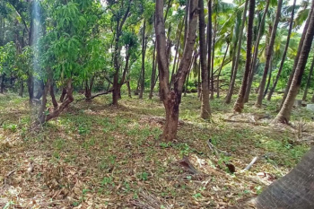  Residential Plot for Sale in Alibag, Raigad