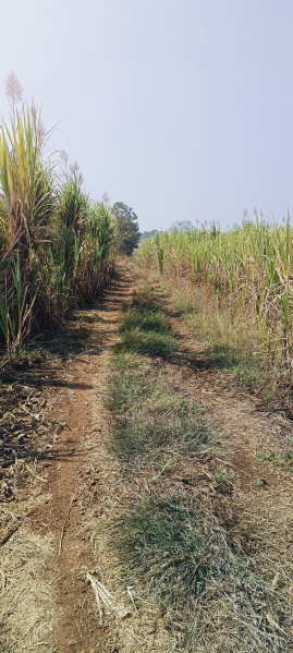  14 Acre Agricultural/Farm Land for Sale in Chincholi, Gulbarga