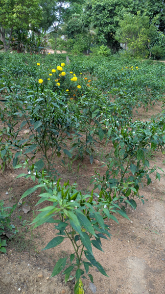 Gorantla, Anantapur photo 3
