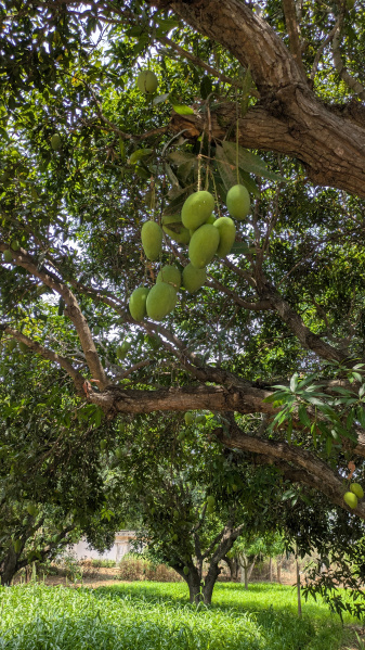 Gorantla, Anantapur photo 4