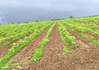  Agricultural Land for Sale in Limbdi, Surendranagar
