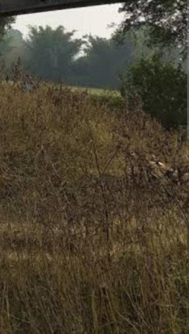  2 Bigha Agricultural/Farm Land for Sale in Raila, Bhilwara