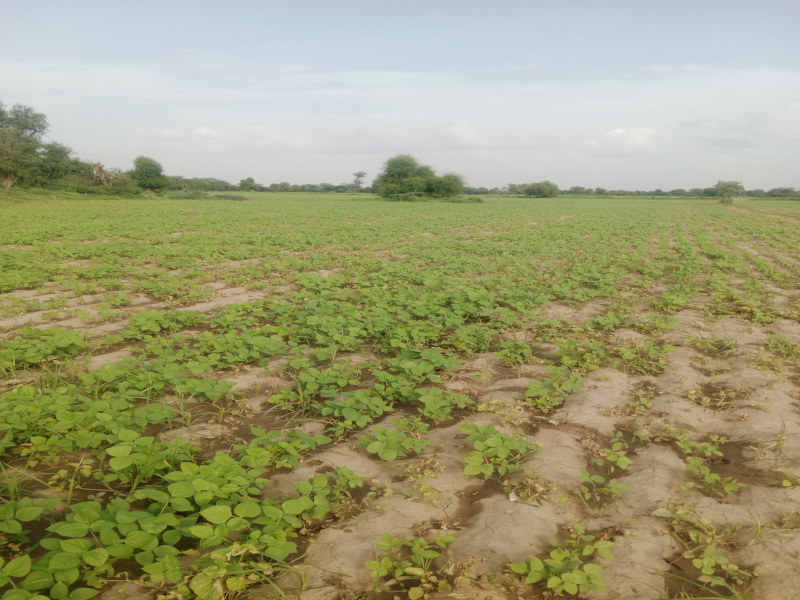  20 Bigha Agricultural/Farm Land for Sale in Degana, Nagaur