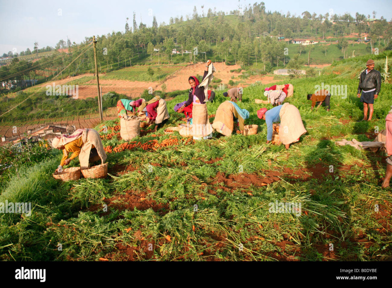 Thuneri, Ooty photo 2