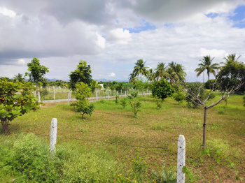 Residential Plot for Sale in Gauribidanur, Bangalore