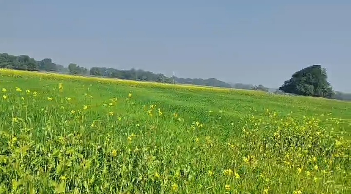  70 Acre Agricultural/Farm Land for Sale in Semaria, Rewa