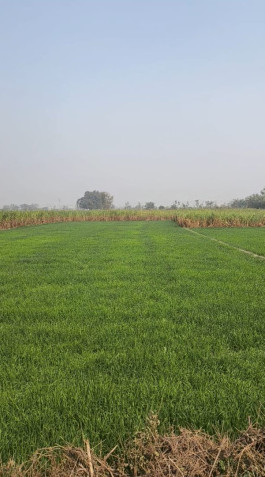  18 Katha Residential Plot for Sale in Bettiah, Champaran