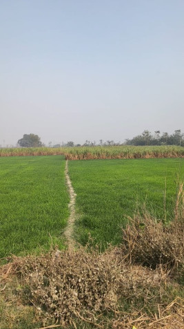  18 Katha Residential Plot for Sale in Bettiah, Champaran