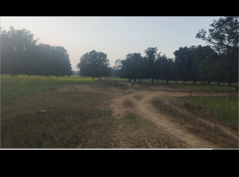  80 Acre Agricultural/Farm Land for Sale in Semaria, Rewa