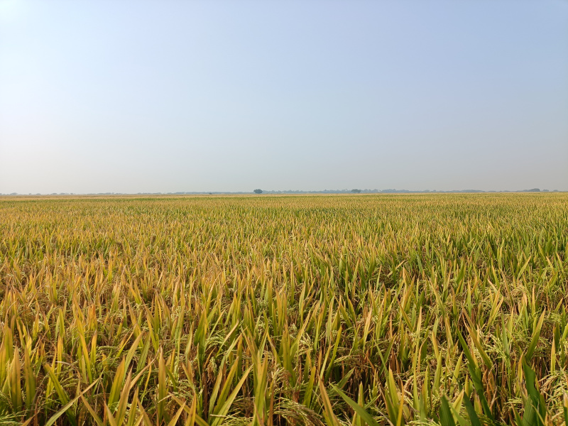  2 Acre Agricultural/Farm Land for Sale in Bapatla, Guntur