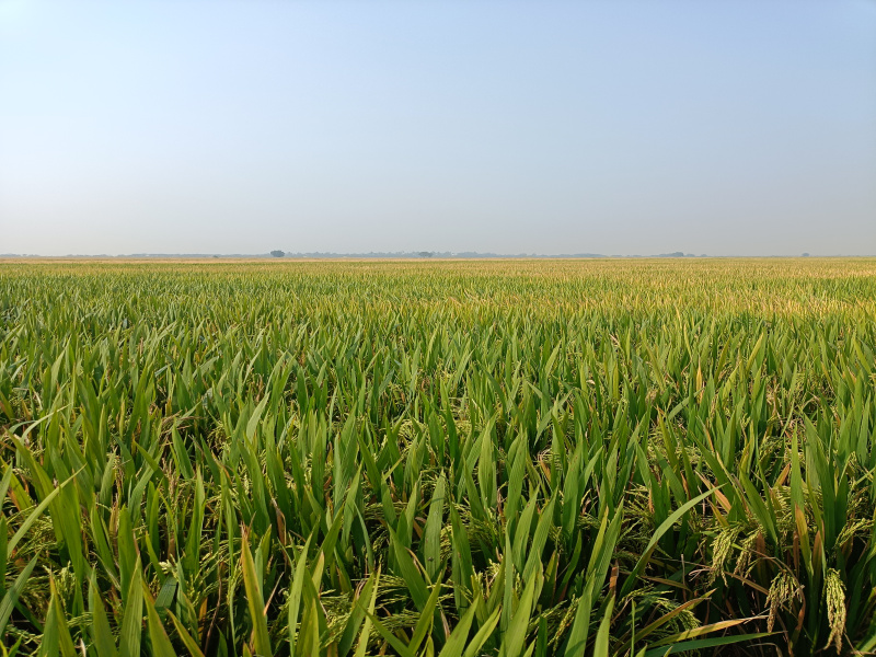  2 Acre Agricultural/Farm Land for Sale in Bapatla, Guntur