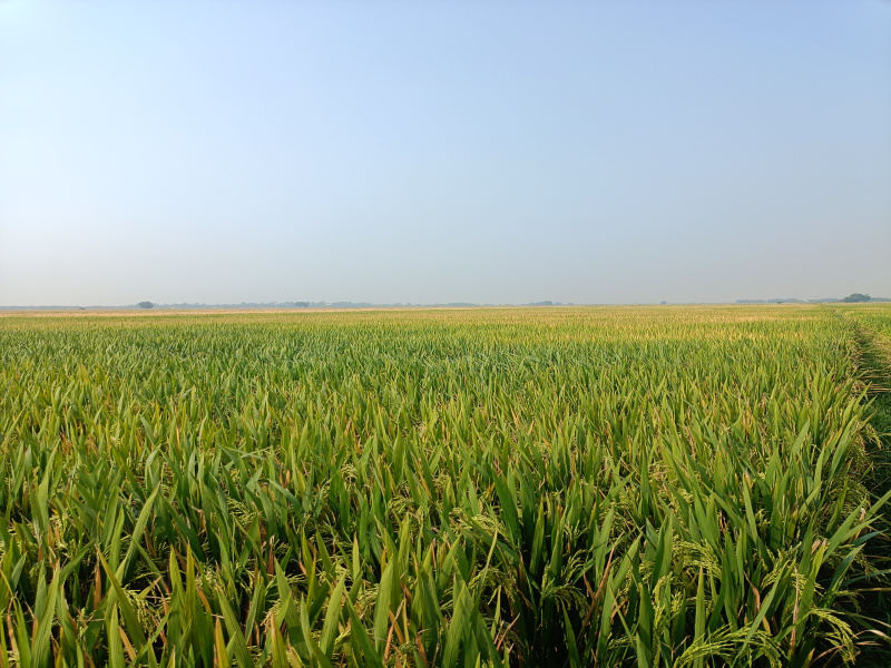  2 Acre Agricultural/Farm Land for Sale in Bapatla, Guntur