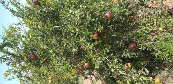  Agricultural Land for Sale in Mandvi, Kutch