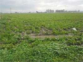 Agricultural Land 350 Acre for Sale in Dasua, Hoshiarpur