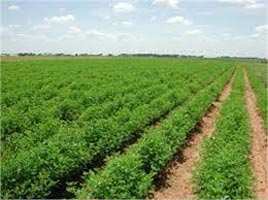 Agricultural Land 25 Acre for Sale in