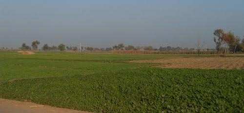 Agricultural Land 22 Acre for Sale in Garha, Jalandhar