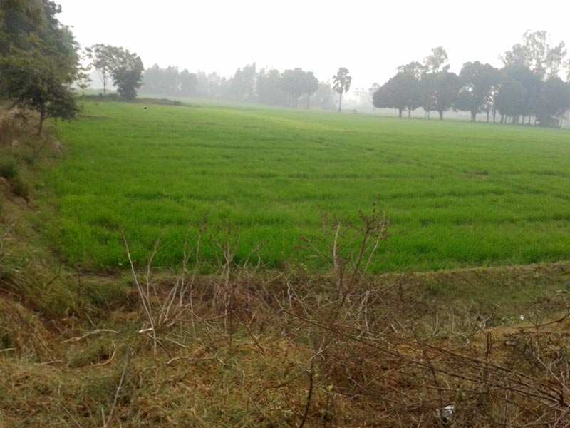 Agricultural Land 45 Acre for Sale in