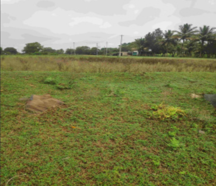  45000 Sq.ft. Agricultural/Farm Land for Sale in Channarayapatna, Hassan