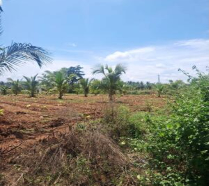  45000 Sq.ft. Agricultural/Farm Land for Sale in Channarayapatna, Hassan