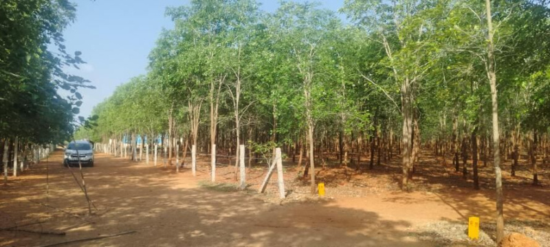  1210 Sq. Yards Agricultural/Farm Land for Sale in Kanigiri, Prakasam