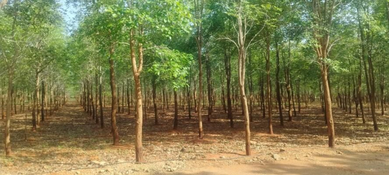 1210 Sq. Yards Agricultural/Farm Land for Sale in Kanigiri, Prakasam